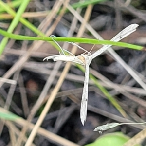 Platyptilia celidotus at Molonglo Valley, ACT - 27 Jan 2022