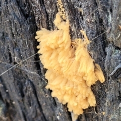 Arcyria sp. (genus) (A slime mould) at Molonglo Valley, ACT - 27 Jan 2022 by trevorpreston