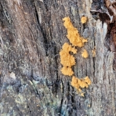 Arcyria sp. (genus) at Molonglo Valley, ACT - 27 Jan 2022