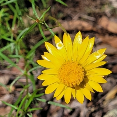 Xerochrysum viscosum (Sticky Everlasting) at Molonglo Valley, ACT - 27 Jan 2022 by trevorpreston