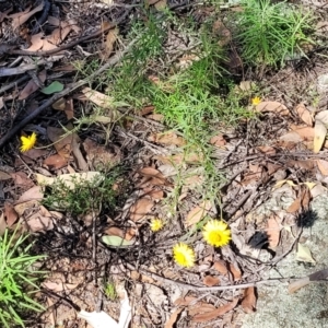 Xerochrysum viscosum at Molonglo Valley, ACT - 27 Jan 2022 03:51 PM