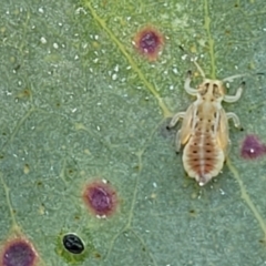 Psyllidae sp. (family) (Unidentified psyllid or lerp insect) at Denman Prospect 2 Estate Deferred Area (Block 12) - 27 Jan 2022 by tpreston