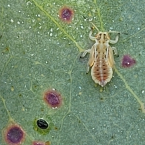 Psyllidae sp. (family) at Molonglo Valley, ACT - 27 Jan 2022