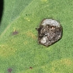 Psyllidae sp. (family) at Molonglo Valley, ACT - 27 Jan 2022