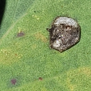 Psyllidae sp. (family) at Molonglo Valley, ACT - 27 Jan 2022