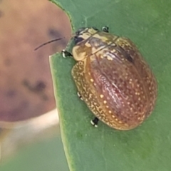 Paropsisterna decolorata (A Eucalyptus leaf beetle) at Molonglo Valley, ACT - 27 Jan 2022 by tpreston