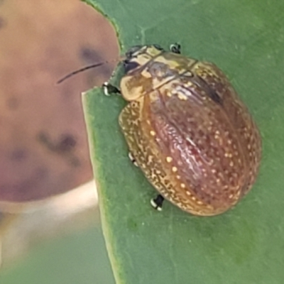 Paropsisterna decolorata (A Eucalyptus leaf beetle) at Molonglo Valley, ACT - 27 Jan 2022 by trevorpreston