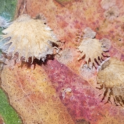 Cardiaspina sp. (genus) (Lace or Basket lerp) at Molonglo Valley, ACT - 27 Jan 2022 by trevorpreston