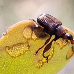 Euops sp. (genus) at Molonglo Valley, ACT - 27 Jan 2022