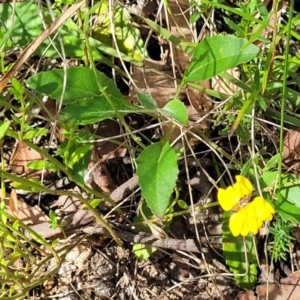 Goodenia hederacea subsp. hederacea at Molonglo Valley, ACT - 27 Jan 2022 03:34 PM