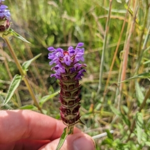 Prunella vulgaris at Paddys River, ACT - 27 Jan 2022