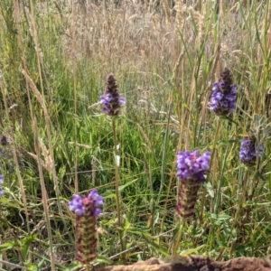 Prunella vulgaris at Paddys River, ACT - 27 Jan 2022 09:49 AM