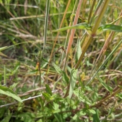 Prunella vulgaris at Paddys River, ACT - 27 Jan 2022 09:49 AM