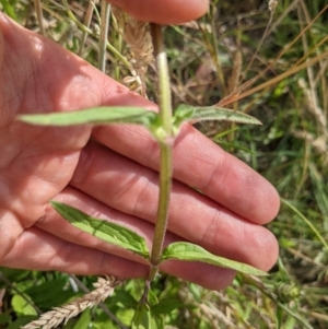 Prunella vulgaris at Paddys River, ACT - 27 Jan 2022