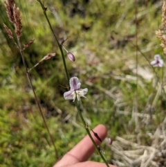 Arthropodium milleflorum (Vanilla Lily) at Paddys River, ACT - 26 Jan 2022 by WalterEgo