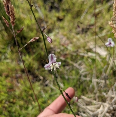 Arthropodium milleflorum (Vanilla Lily) at Paddys River, ACT - 27 Jan 2022 by WalterEgo