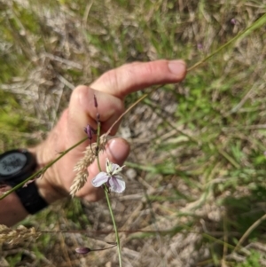 Arthropodium milleflorum at Paddys River, ACT - 27 Jan 2022