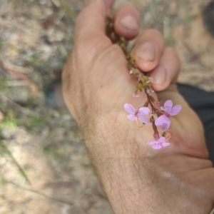 Stylidium graminifolium at Paddys River, ACT - 27 Jan 2022 10:05 AM