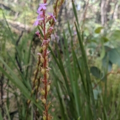 Stylidium graminifolium at Paddys River, ACT - 27 Jan 2022 10:05 AM