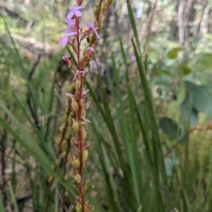 Stylidium graminifolium at Paddys River, ACT - 27 Jan 2022 10:05 AM