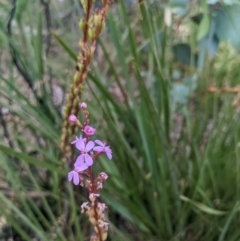 Stylidium graminifolium at Paddys River, ACT - 27 Jan 2022