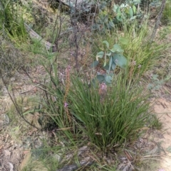 Stylidium graminifolium at Paddys River, ACT - 27 Jan 2022 10:05 AM