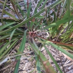 Stylidium graminifolium at Paddys River, ACT - 27 Jan 2022 10:05 AM