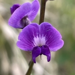 Glycine tabacina (Variable Glycine) at Bruce, ACT - 27 Jan 2022 by JVR