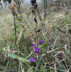 Glycine tabacina at Bruce, ACT - 27 Jan 2022