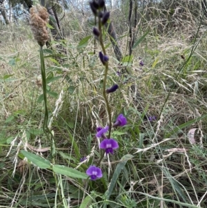 Glycine tabacina at Bruce, ACT - 27 Jan 2022 06:27 PM