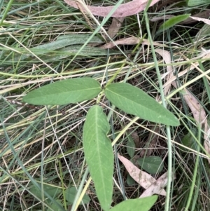 Glycine tabacina at Bruce, ACT - 27 Jan 2022 06:27 PM