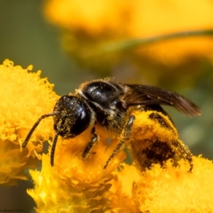 Lasioglossum (Chilalictus) sp. (genus & subgenus) at Cook, ACT - 27 Jan 2022