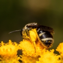 Lasioglossum (Chilalictus) sp. (genus & subgenus) at Cook, ACT - 27 Jan 2022