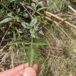 Cullen microcephalum at Paddys River, ACT - 27 Jan 2022 10:00 AM