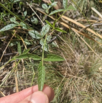 Cullen microcephalum (Dusky Scurf-pea) at Paddys River, ACT - 26 Jan 2022 by WalterEgo