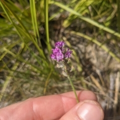 Cullen microcephalum at Paddys River, ACT - 27 Jan 2022 10:00 AM