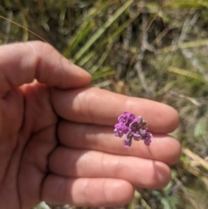 Cullen microcephalum at Paddys River, ACT - 27 Jan 2022