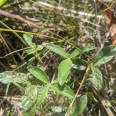 Cullen microcephalum at Paddys River, ACT - 27 Jan 2022 10:00 AM