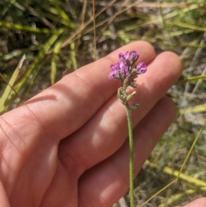 Cullen microcephalum at Paddys River, ACT - 27 Jan 2022 10:00 AM