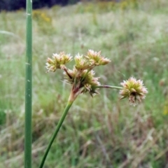 Juncus vaginatus (Clustered Rush) at Molonglo Valley, ACT - 26 Jan 2022 by sangio7