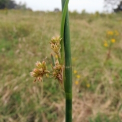 Juncus vaginatus at Molonglo Valley, ACT - 26 Jan 2022