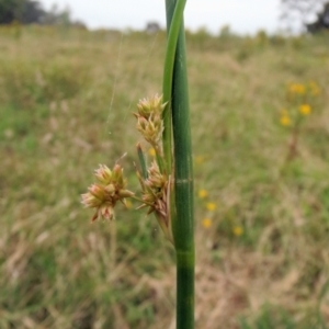 Juncus vaginatus at Molonglo Valley, ACT - 26 Jan 2022