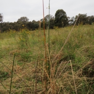 Juncus vaginatus at Molonglo Valley, ACT - 26 Jan 2022