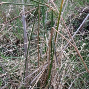 Juncus vaginatus at Molonglo Valley, ACT - 26 Jan 2022