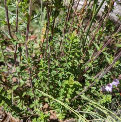 Euphrasia collina (Purple Eye-bright) at Cotter River, ACT - 27 Jan 2022 by WalterEgo