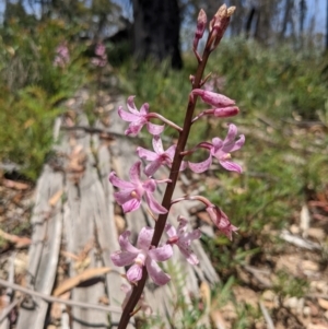 Dipodium roseum at Tennent, ACT - 27 Jan 2022