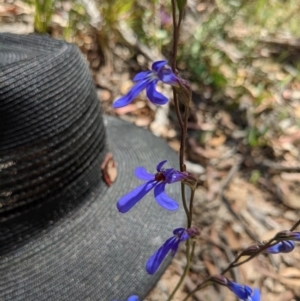 Lobelia dentata at Tennent, ACT - 27 Jan 2022