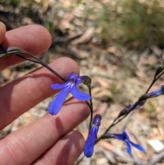 Lobelia dentata at Tennent, ACT - 27 Jan 2022