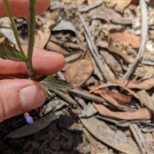 Lobelia dentata at Tennent, ACT - 27 Jan 2022