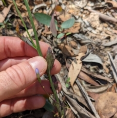 Lobelia dentata at Tennent, ACT - 27 Jan 2022